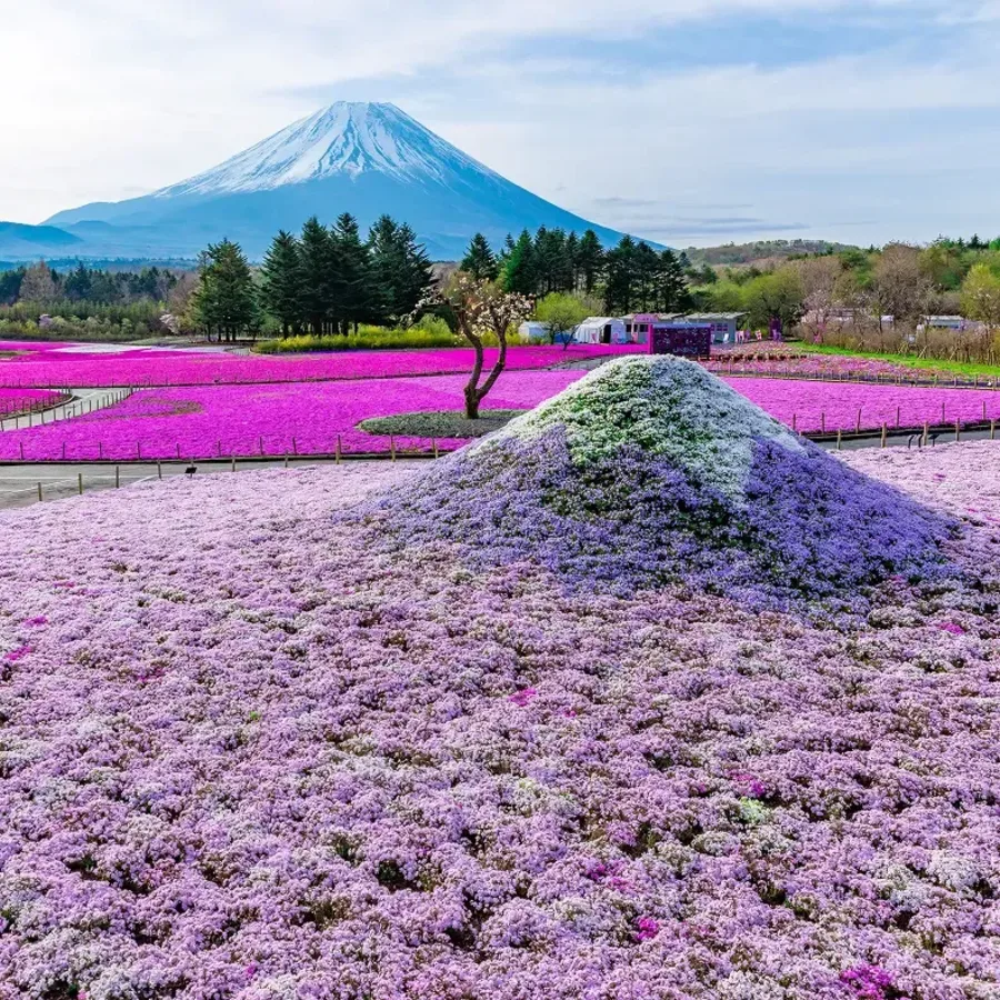 Fuji Shibazakura Festival Practical Info