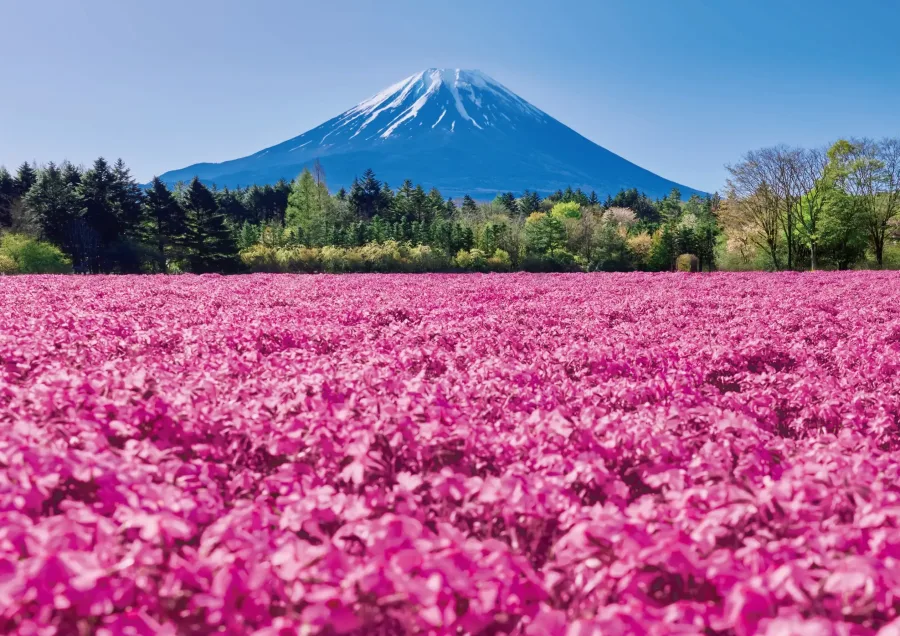 Fuji Shibazakura Festival Location